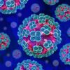 Everything You Need to Know About Hantavirus