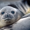 Scientists Raise Alarm After Bird Flu Outbreak Kills Thousands Of Elephant Seal Pups On Remote Antarctic Islands
