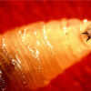 The Flesh-Eating Parasite Raising Alarm Across North America: What You Need To Know About The Screwworm Outbreak