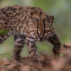 Scientists Discover New Tiger Cat Species in Bolivia, First New Wild Cat Identified in Over a Century